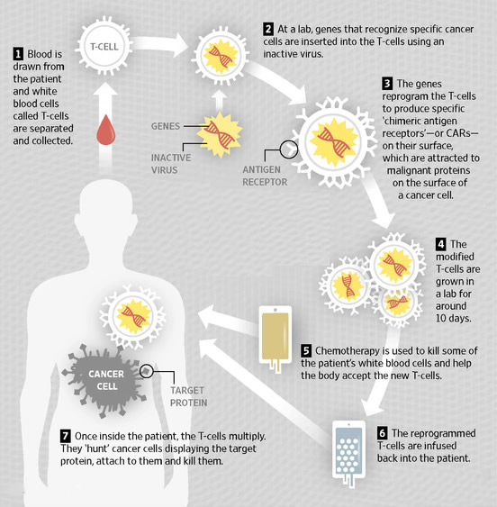 Genetically Modified T-Cell cancer therapy